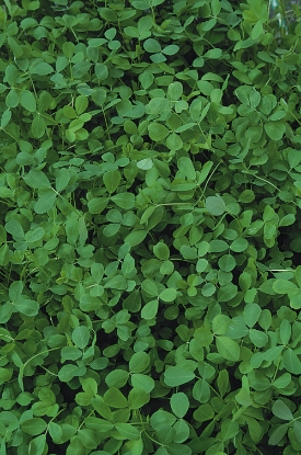 Picture of Alfalfa (Lucerne)